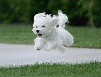 世界名犬—西高地