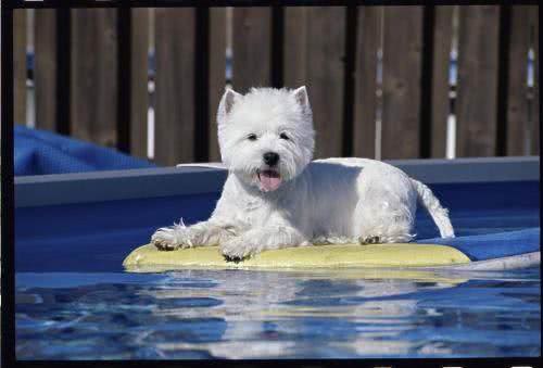 世界名犬—西高地