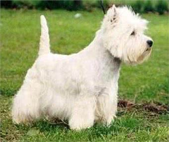 世界名犬—西高地