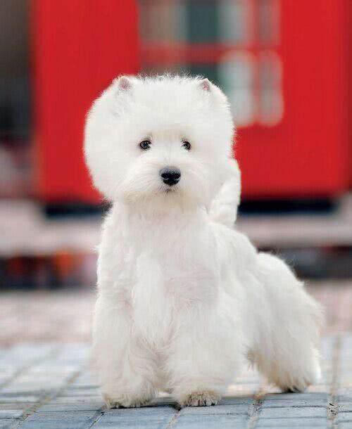 世界名犬—西高地