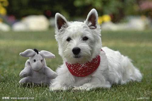 世界名犬—西高地