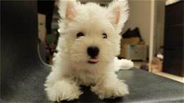 世界名犬—西高地