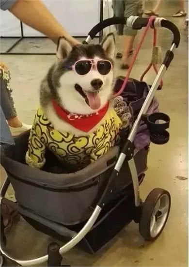 泰国胖狗Yaris，一只不知道瘦是什么滋味的哈士奇