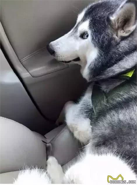 泰国胖狗Yaris，一只不知道瘦是什么滋味的哈士奇