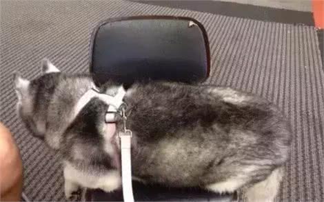 泰国胖狗Yaris，一只不知道瘦是什么滋味的哈士奇