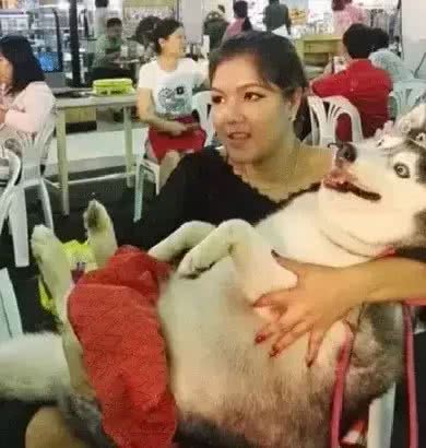 泰国胖狗Yaris，一只不知道瘦是什么滋味的哈士奇