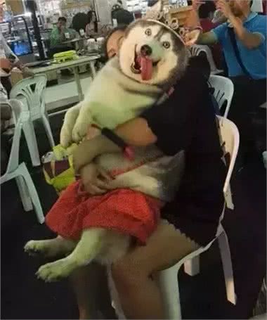 泰国胖狗Yaris，一只不知道瘦是什么滋味的哈士奇