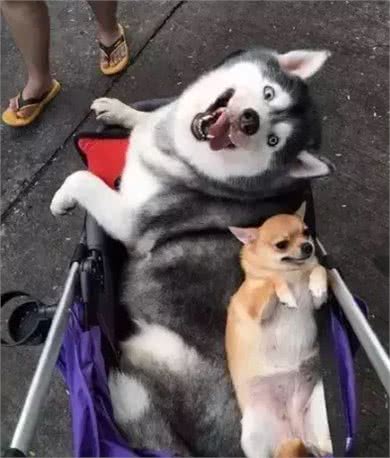 泰国胖狗Yaris，一只不知道瘦是什么滋味的哈士奇