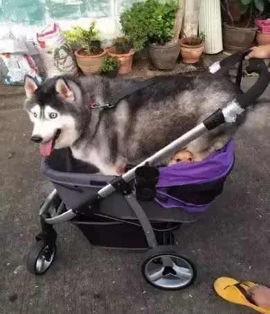 泰国胖狗Yaris，一只不知道瘦是什么滋味的哈士奇