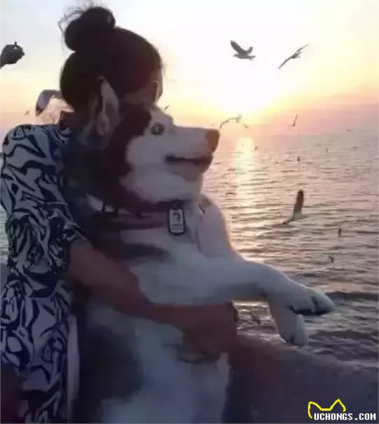 泰国胖狗Yaris，一只不知道瘦是什么滋味的哈士奇