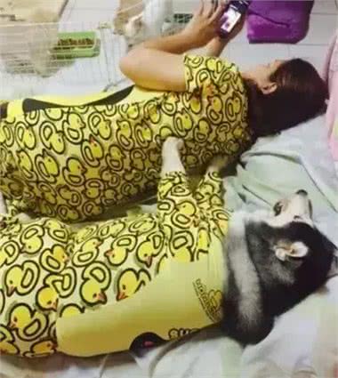 泰国胖狗Yaris，一只不知道瘦是什么滋味的哈士奇