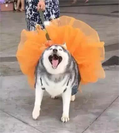 泰国胖狗Yaris，一只不知道瘦是什么滋味的哈士奇