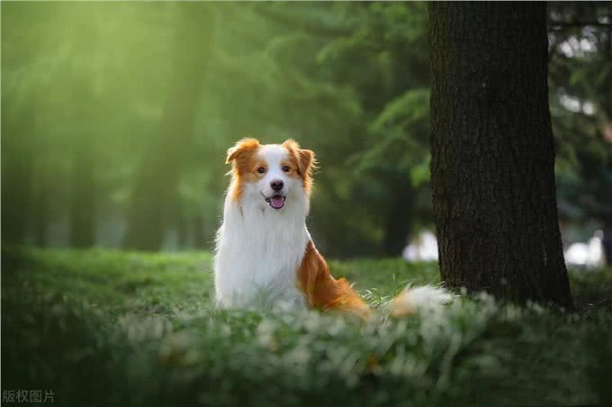 狗在家中卧，危机天上来?