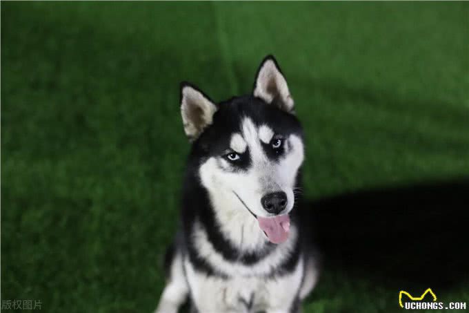 狗在家中卧，危机天上来?