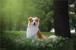 狗在家中卧，危机天上来?