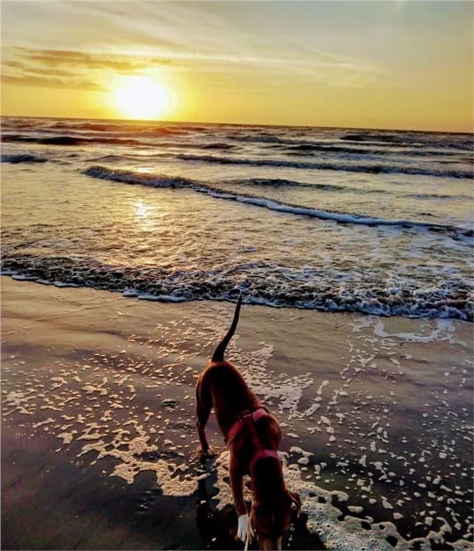 狗狗跟主人出海后丢失，竟自己游4.8公里回来，奇迹啊