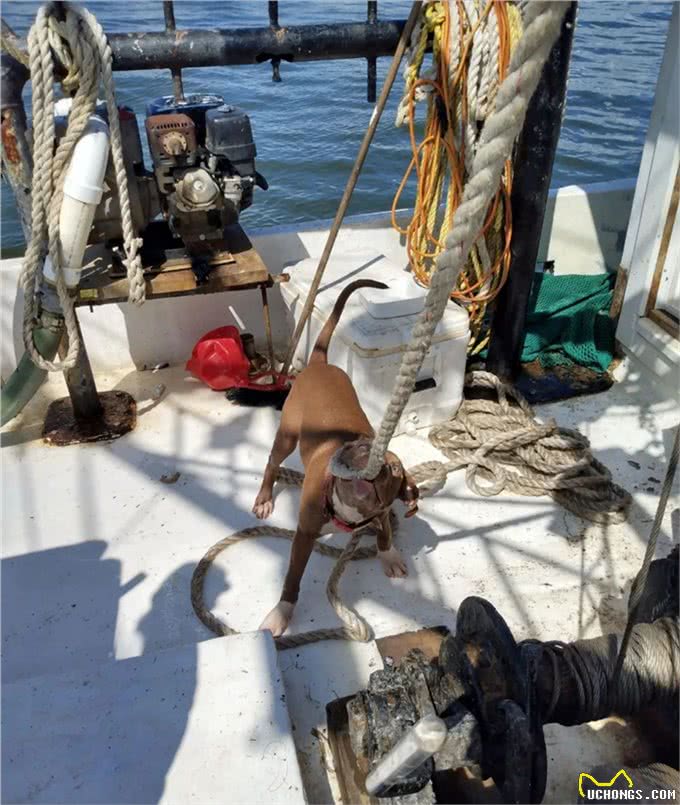 狗狗跟主人出海后丢失，竟自己游4.8公里回来，奇迹啊