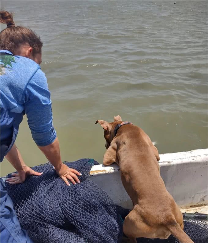 狗狗跟主人出海后丢失，竟自己游4.8公里回来，奇迹啊