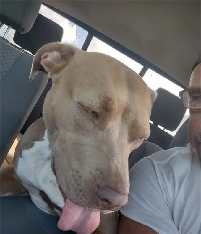 狗狗跟主人出海后丢失，竟自己游4.8公里回来，奇迹啊