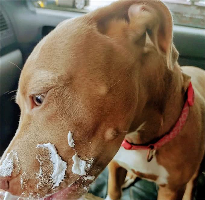 狗狗跟主人出海后丢失，竟自己游4.8公里回来，奇迹啊