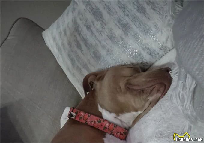 狗狗跟主人出海后丢失，竟自己游4.8公里回来，奇迹啊