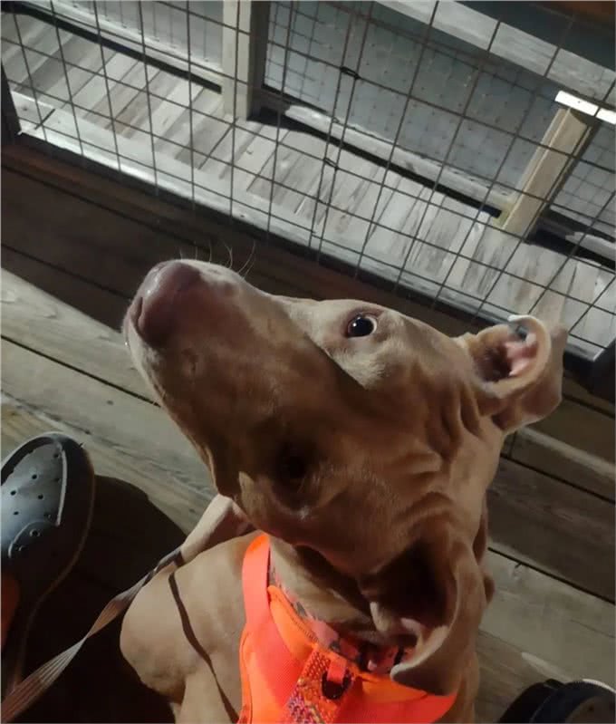 狗狗跟主人出海后丢失，竟自己游4.8公里回来，奇迹啊