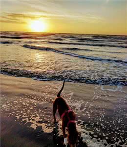 狗狗跟主人出海后丢失，竟自己游4.8公里回来，奇迹啊