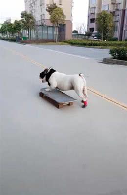男子带狗狗在小区玩滑板，引路人夸赞:这太专业了