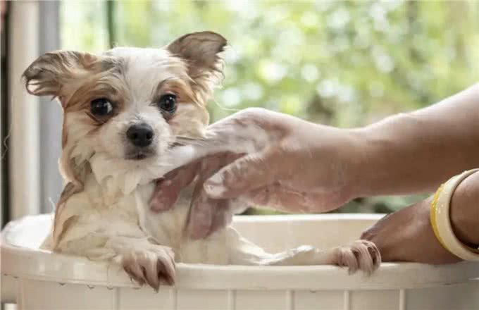 你应该多久给你的狗洗一次澡?兽医的回答可能会让你大吃一惊!