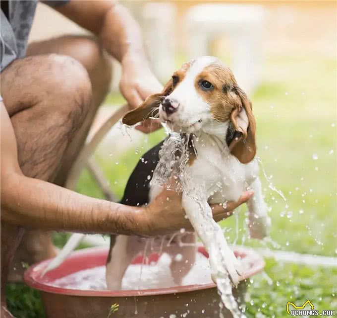 你应该多久给你的狗洗一次澡?兽医的回答可能会让你大吃一惊!