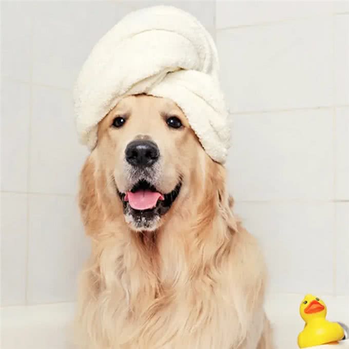 你应该多久给你的狗洗一次澡?兽医的回答可能会让你大吃一惊!