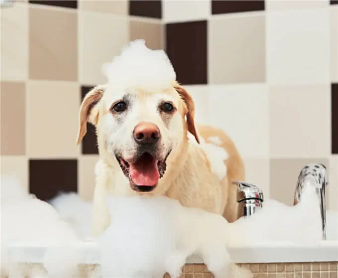 你应该多久给你的狗洗一次澡?兽医的回答可能会让你大吃一惊!
