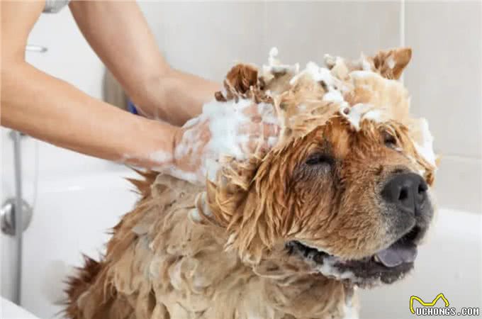 你应该多久给你的狗洗一次澡?兽医的回答可能会让你大吃一惊!