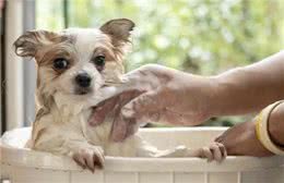 你应该多久给你的狗洗一次澡?兽医的回答可能会让你大吃一惊!