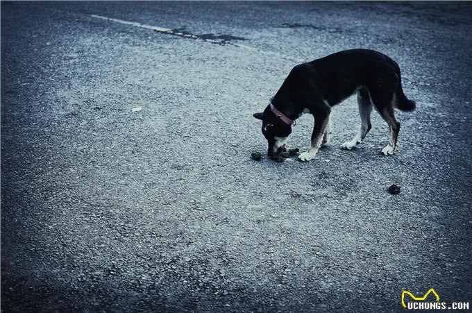 怎样改变狗吃屎的习惯