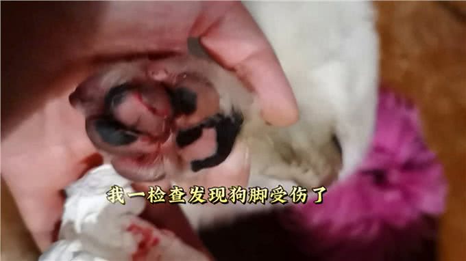 受伤的毛孩子真让人心疼—你的小狗受过伤吗