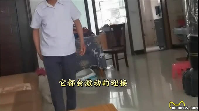 受伤的毛孩子真让人心疼—你的小狗受过伤吗