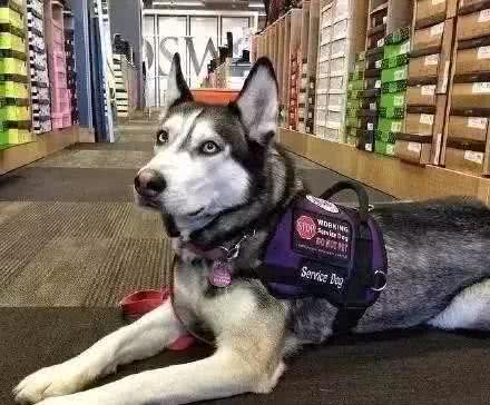 服务犬二哈和家养二哈有什么区别吗?