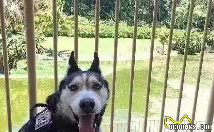 服务犬二哈和家养二哈有什么区别吗?