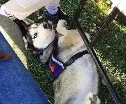 服务犬二哈和家养二哈有什么区别吗?