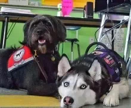 服务犬二哈和家养二哈有什么区别吗?