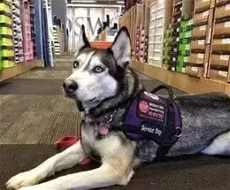 服务犬二哈和家养二哈有什么区别吗?