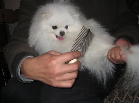 解疑，狗狗一梳毛就跑是怎么回事?