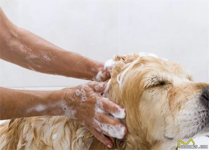 解疑，狗狗一梳毛就跑是怎么回事?