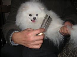 解疑，狗狗一梳毛就跑是怎么回事?