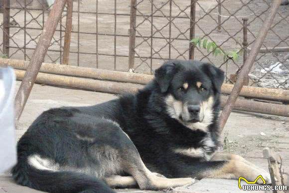 猛犬在身边也挡不住它们，爷爷口述我整理，我们村老猎人遇到的事