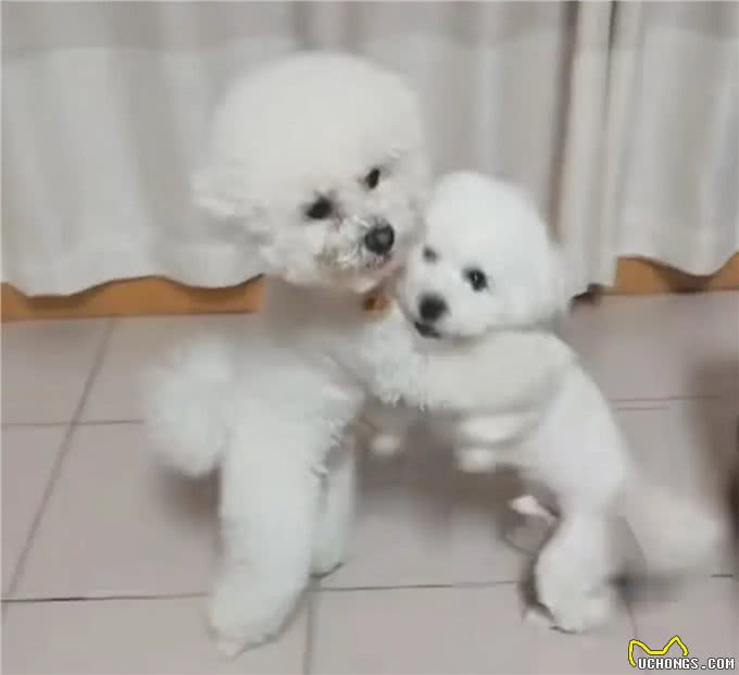 如何让狗狗养成良好的外出习惯?