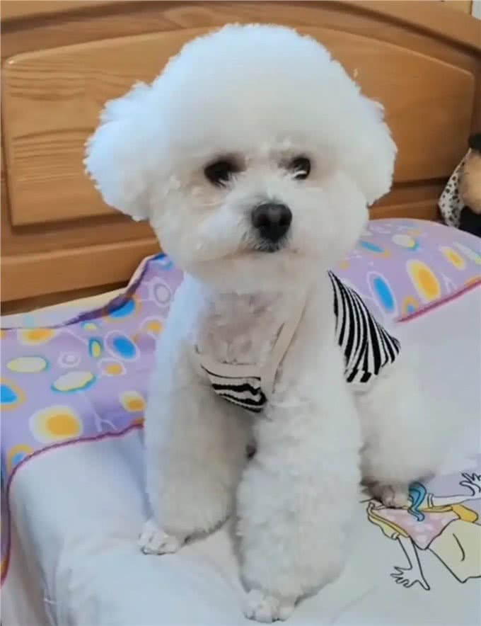 如何让狗狗养成良好的外出习惯?