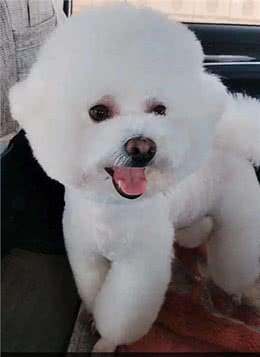 如何让狗狗养成良好的外出习惯?