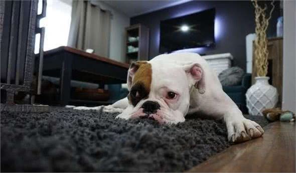 狗狗呕吐的原因及处理办法